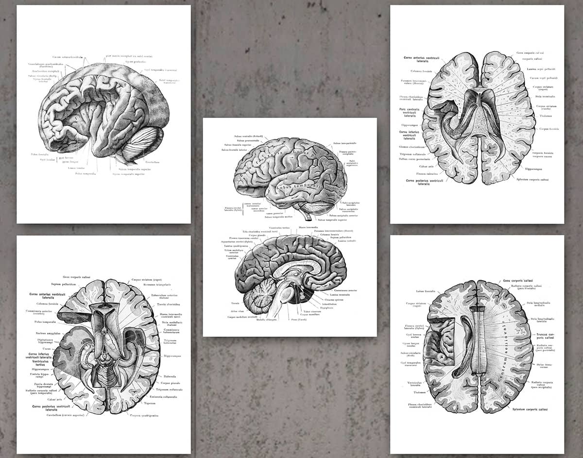 Neuropsicología con Psicólogos en Móstoles